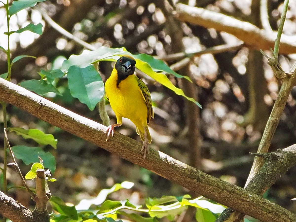 Southern Masked-Weaver - ML646315466