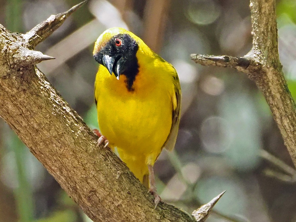 Southern Masked-Weaver - ML646315467