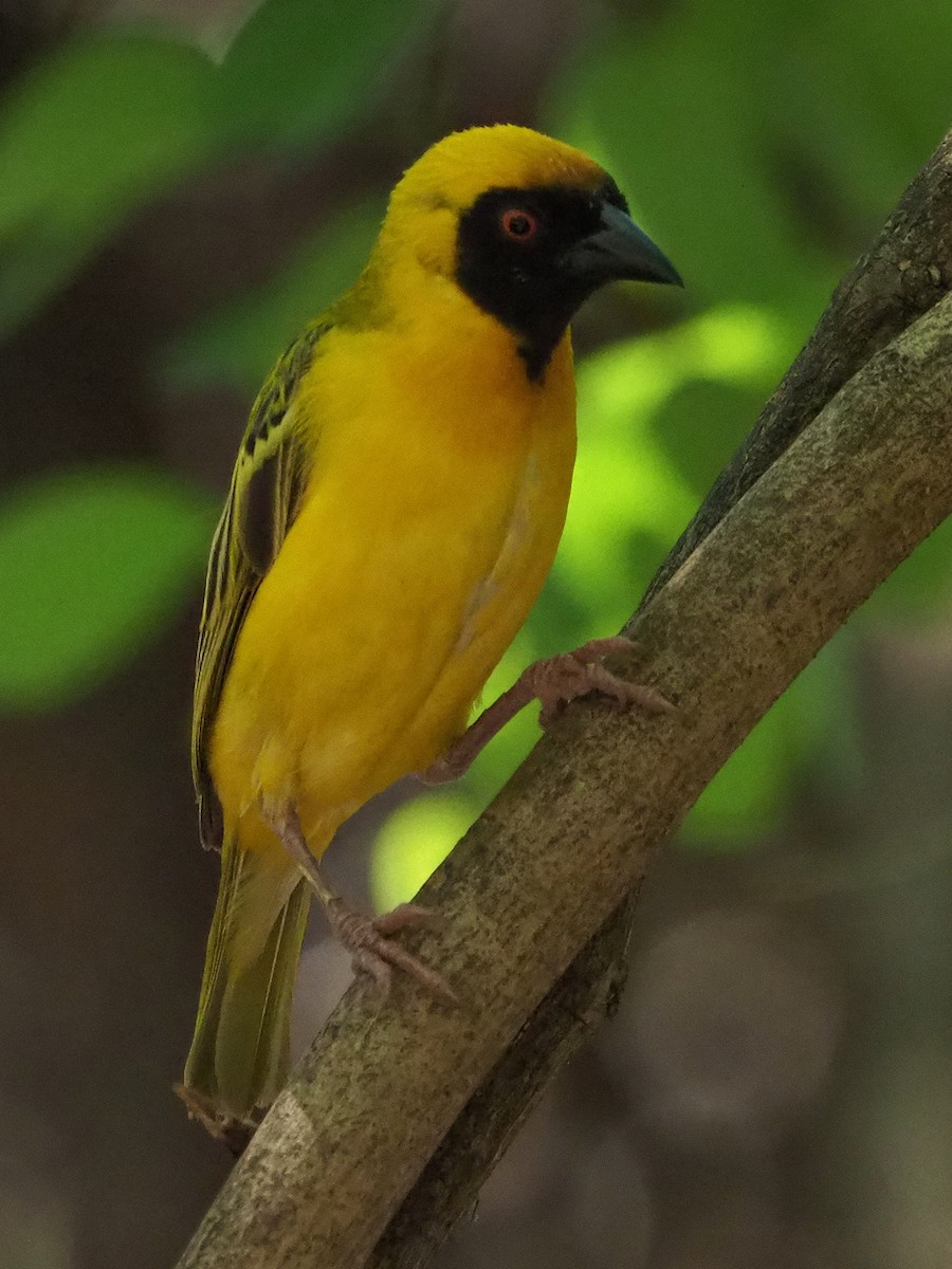 Southern Masked-Weaver - ML646315468