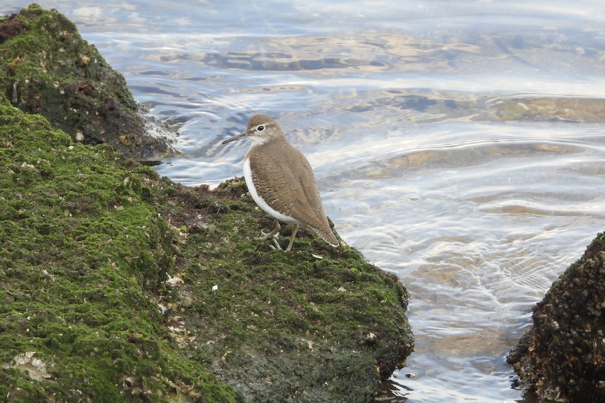 Набережник палеарктичний - ML646315469