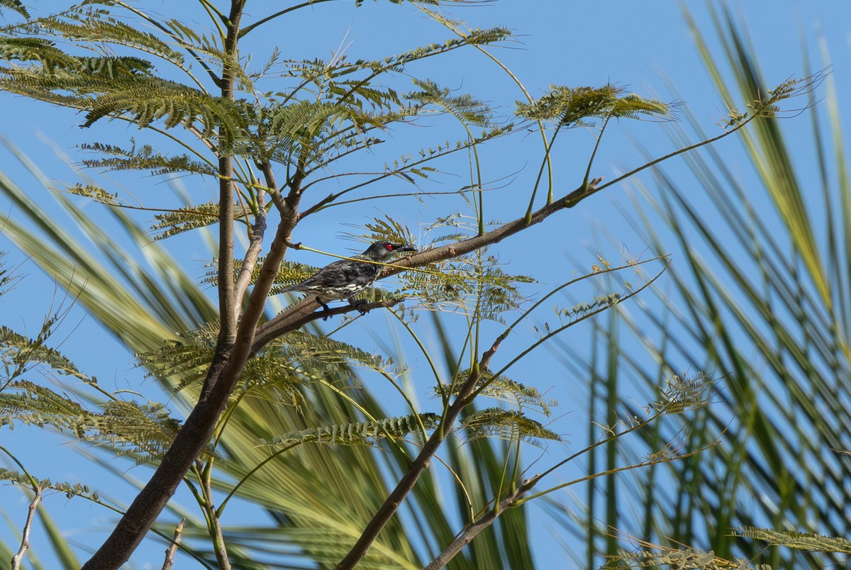 Malay Sığırcığı - ML646315472