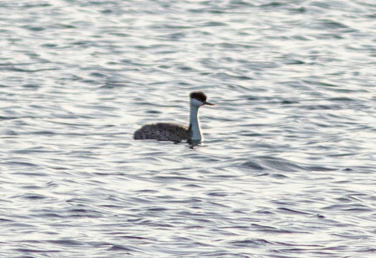 Western Grebe - ML646315473