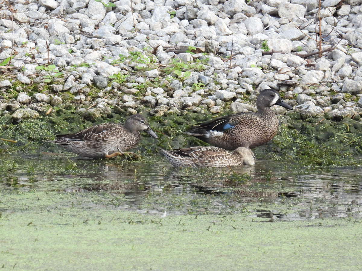 Zertzeta hegalurdina - ML646315474