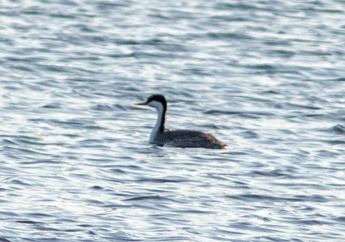 Western Grebe - ML646315475