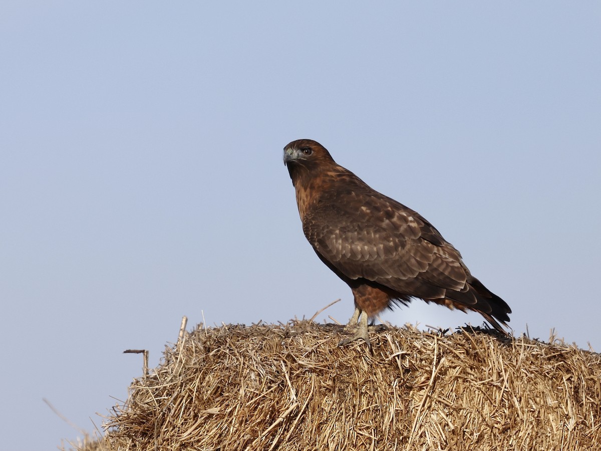 Red-tailed Hawk - ML646315481