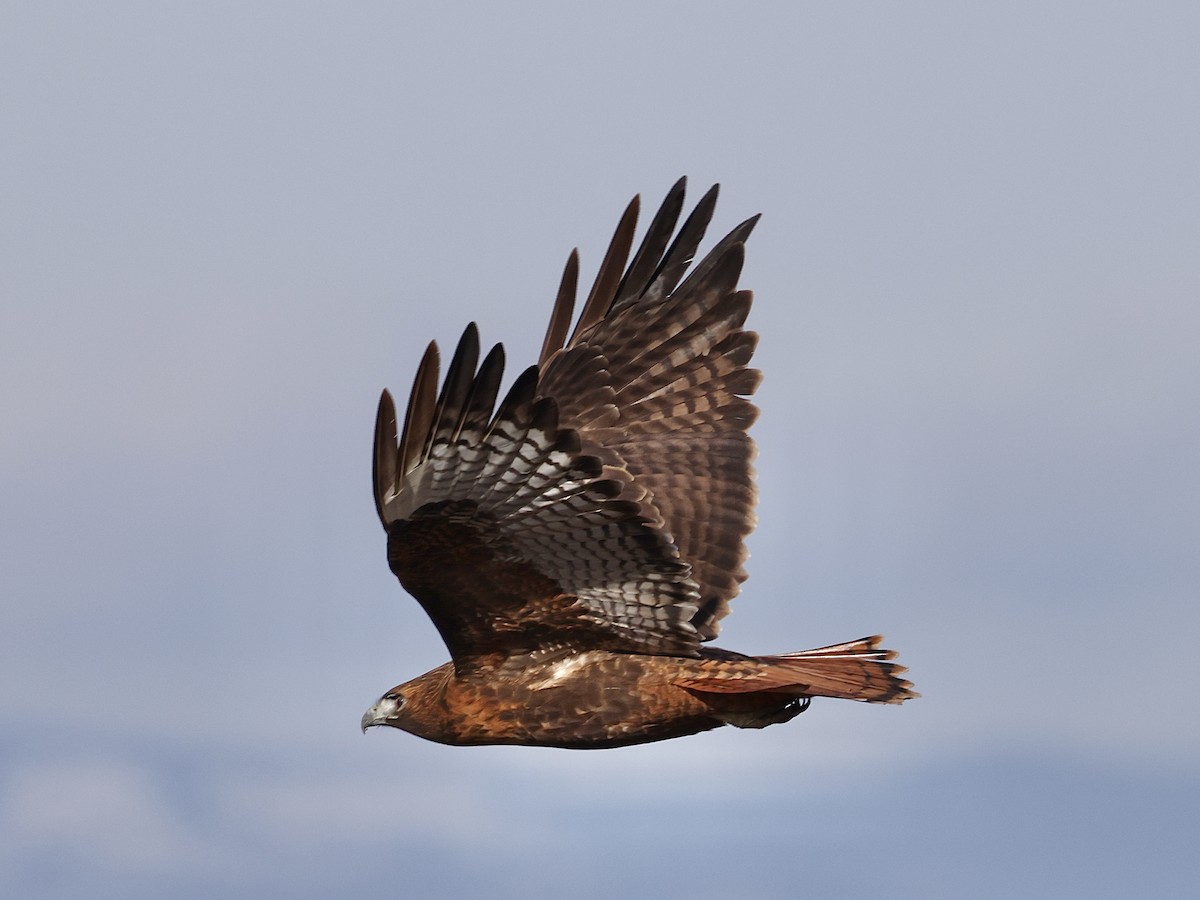 Red-tailed Hawk - ML646315482
