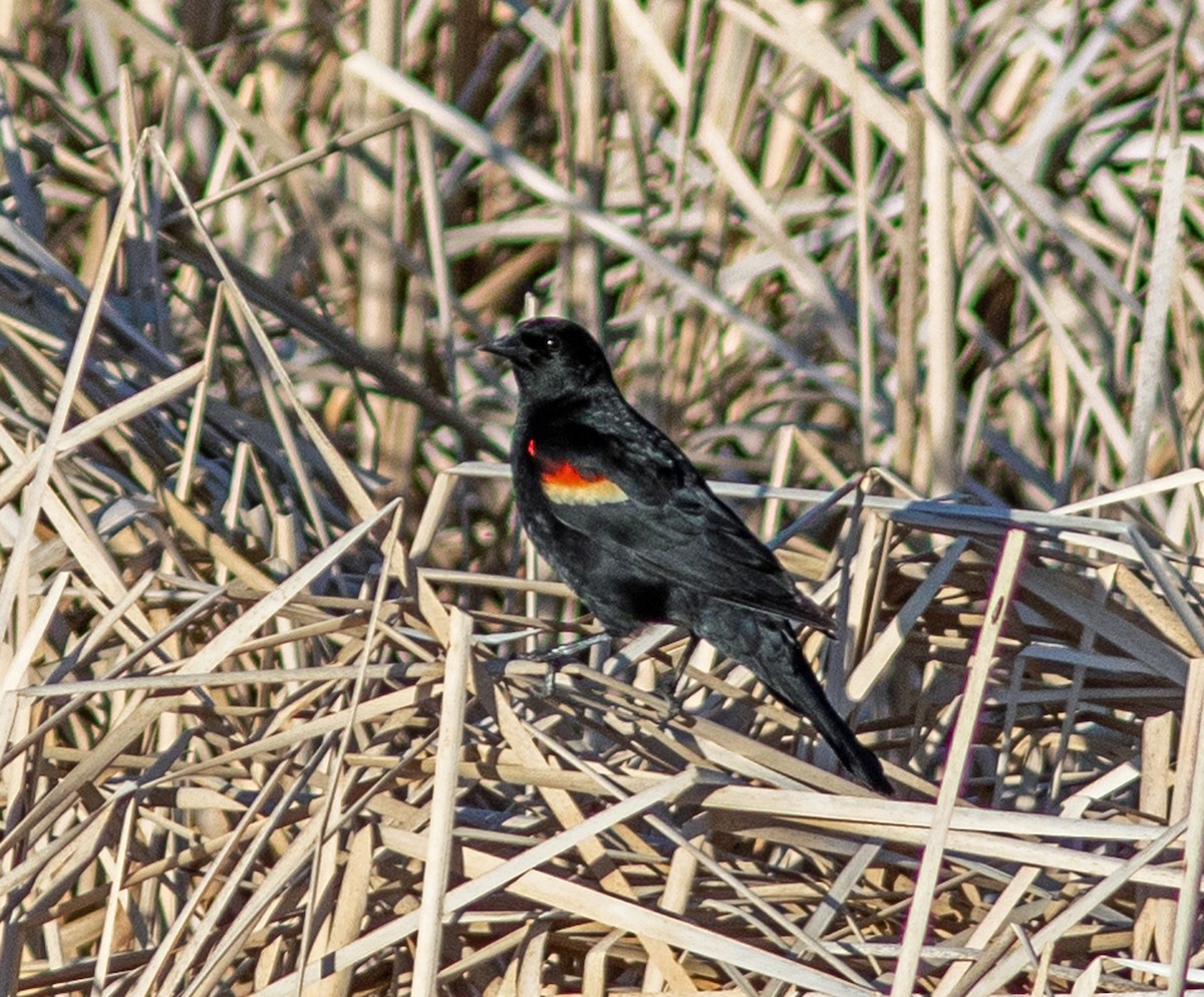 Red-winged Blackbird - ML646315489