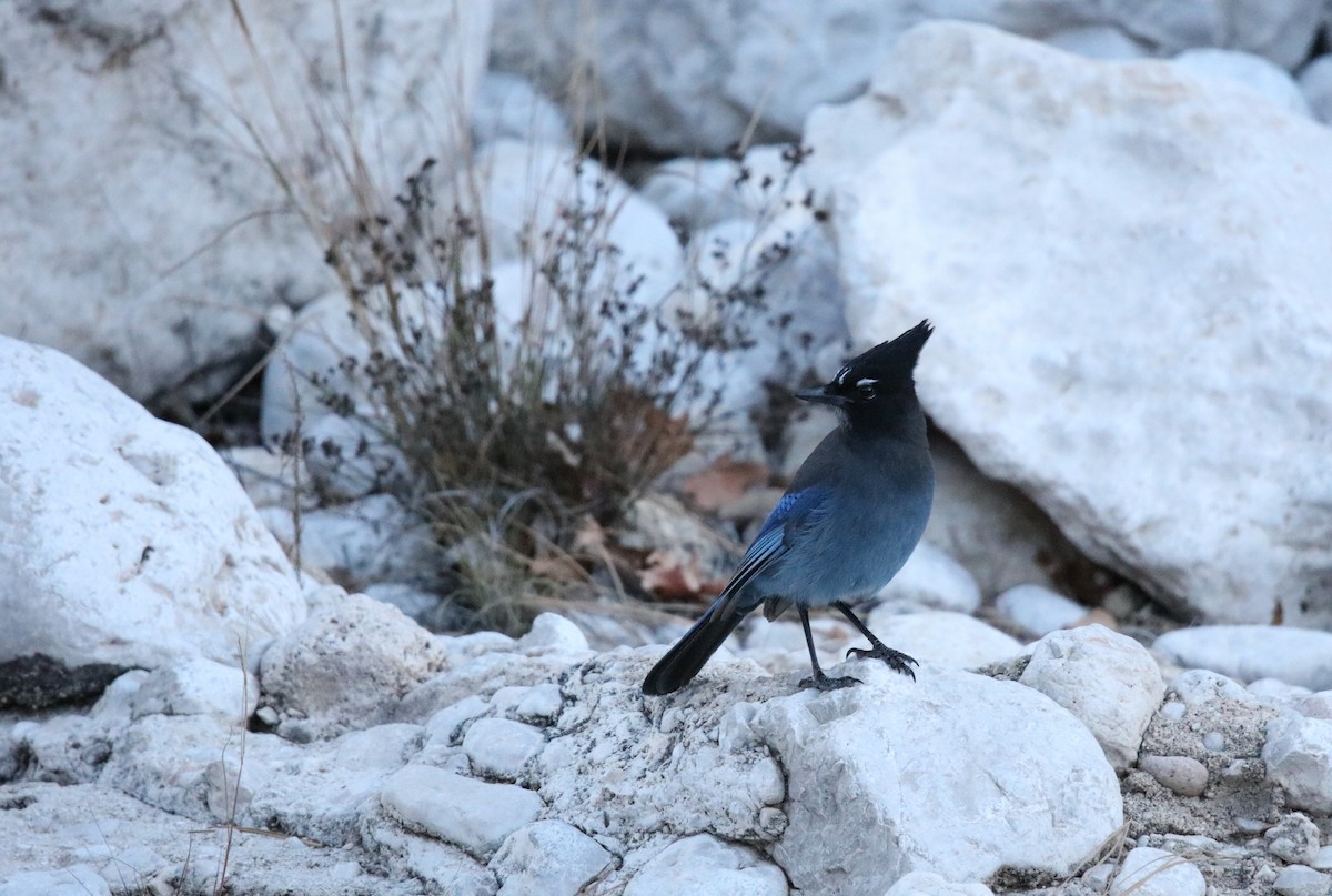 Steller's Jay (Southwest Interior) - ML646315490