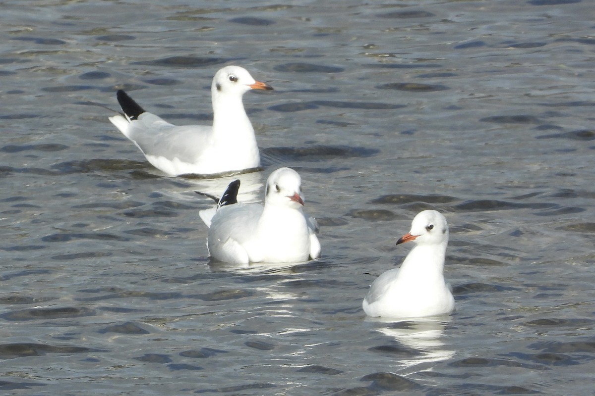 Мартин звичайний - ML646315491