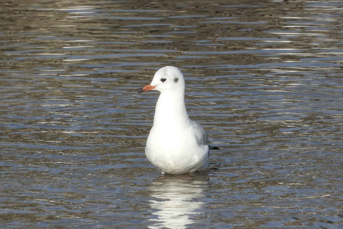 Мартин звичайний - ML646315492