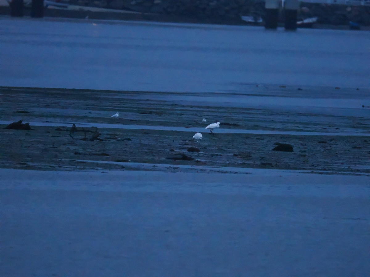 ヘラサギ - ML646315494