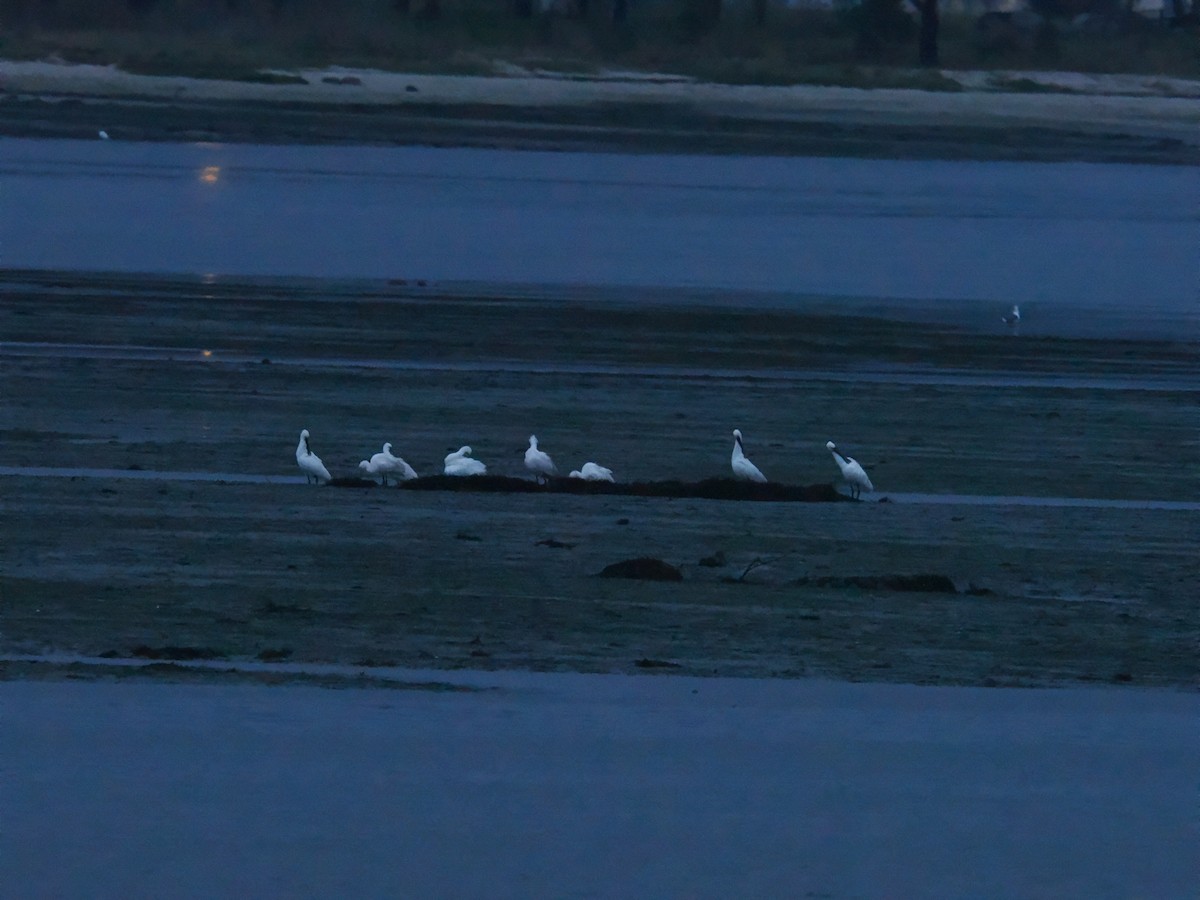 ヘラサギ - ML646315495