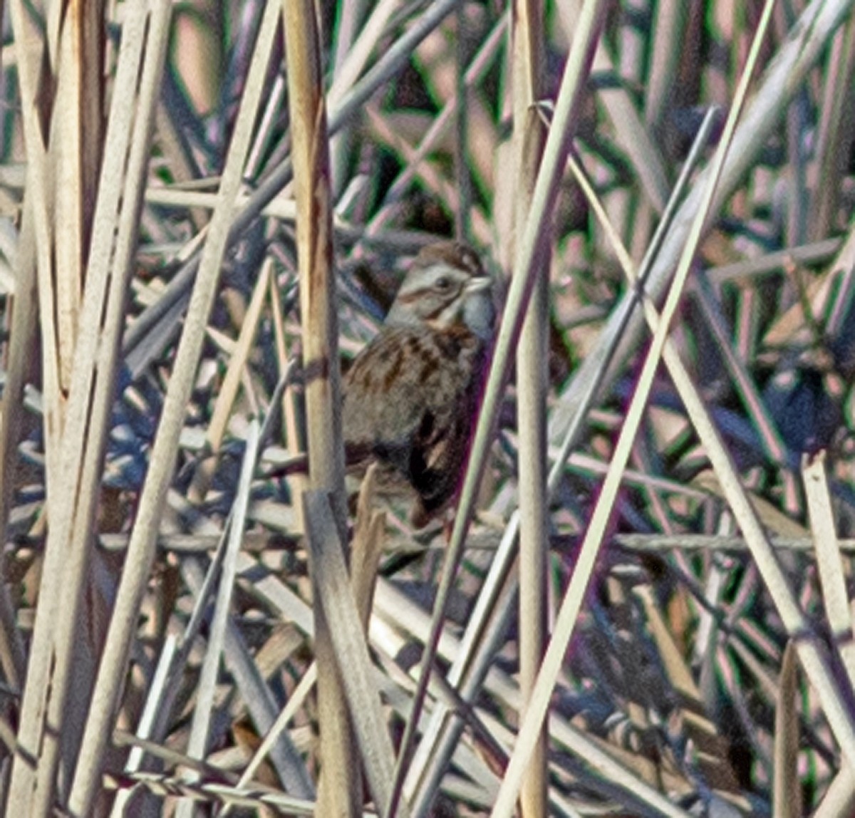Song Sparrow - ML646315496