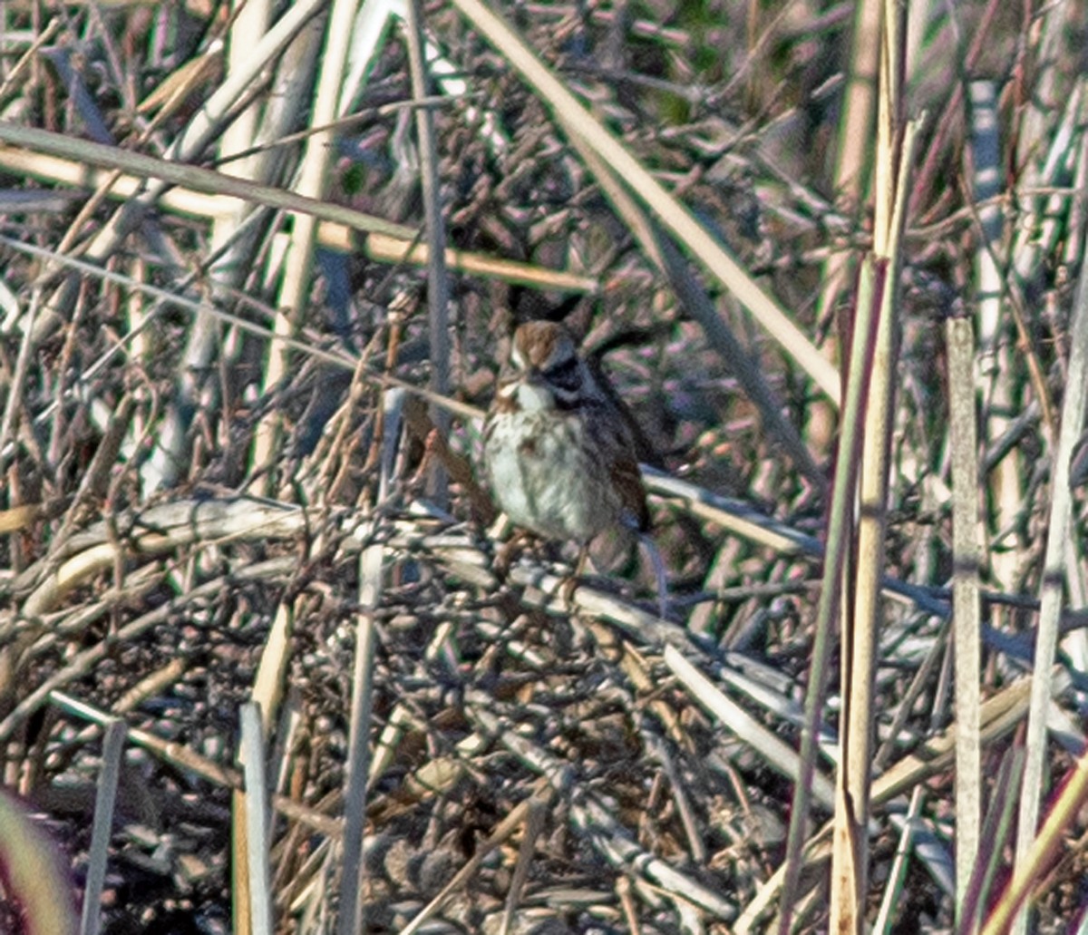 Song Sparrow - ML646315497