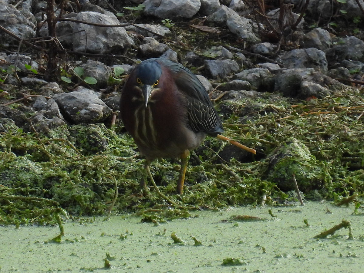 Green Heron - ML646315499