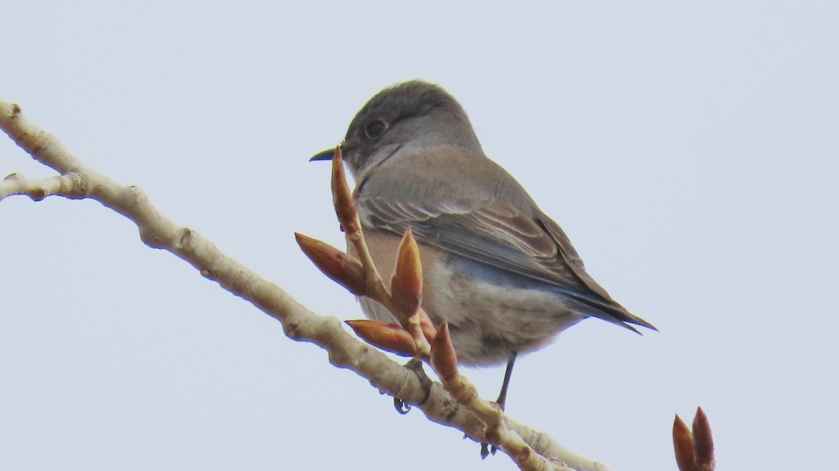 Western Bluebird - ML646315504