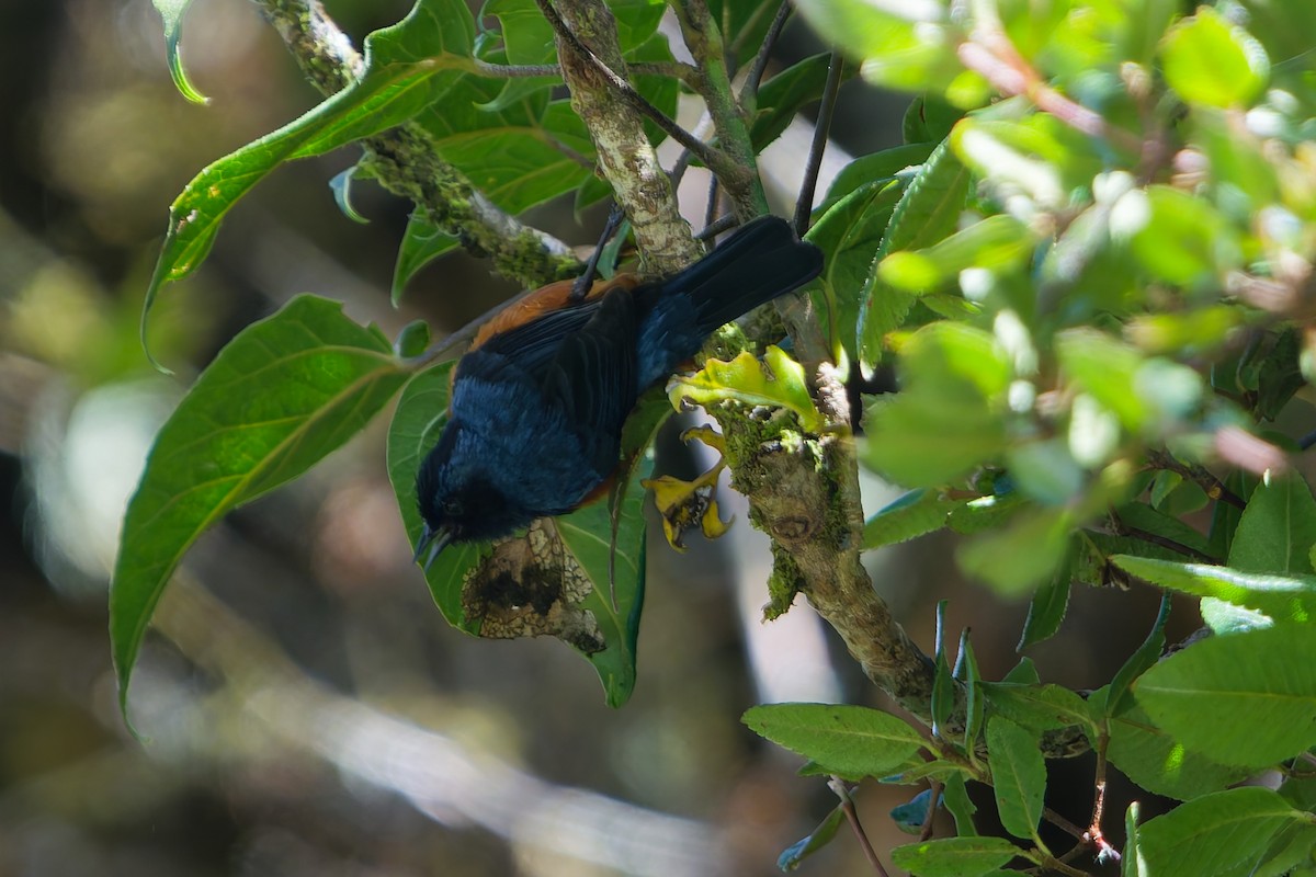 Blue-backed Conebill - ML646315506