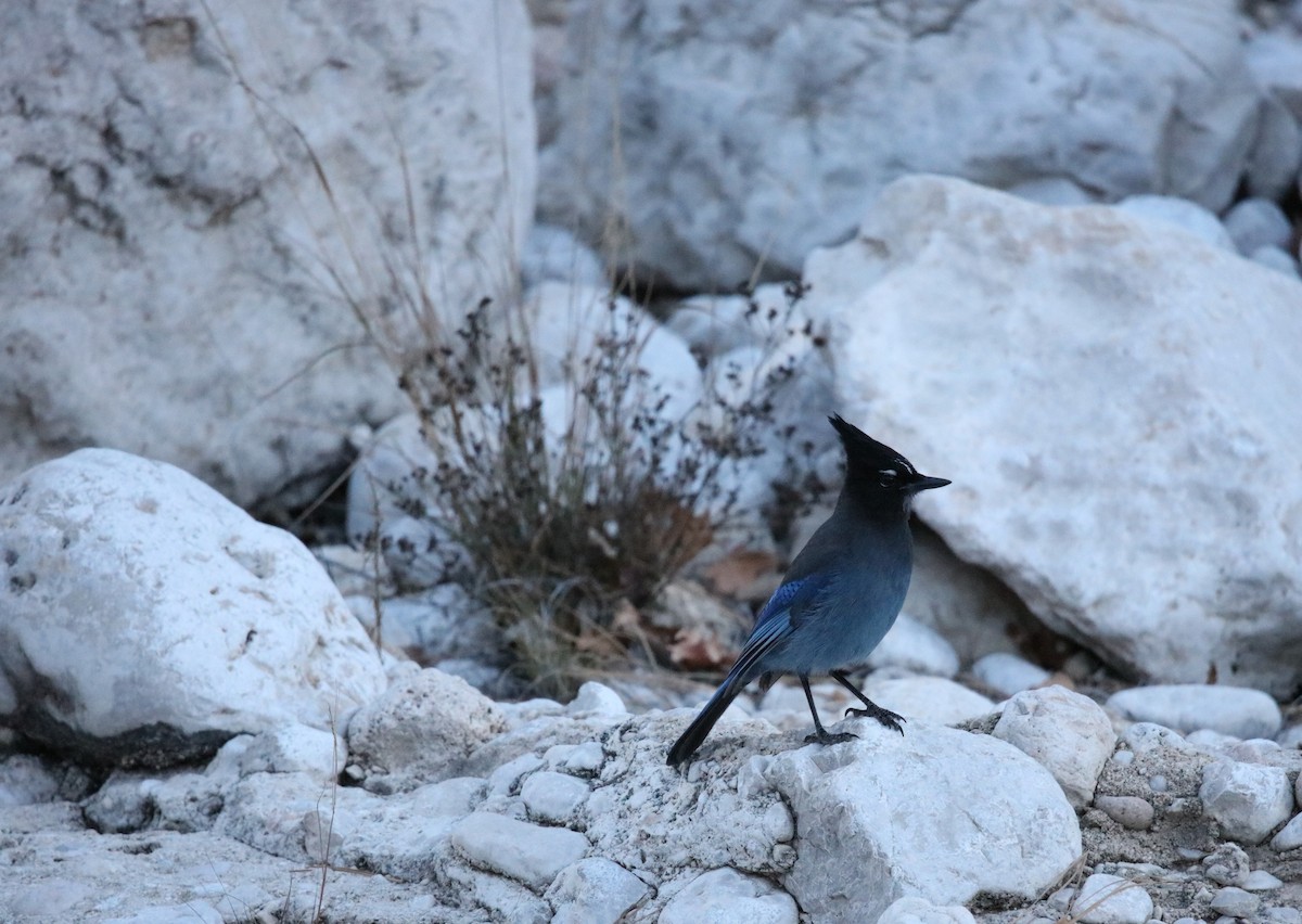 Steller's Jay (Southwest Interior) - ML646315508