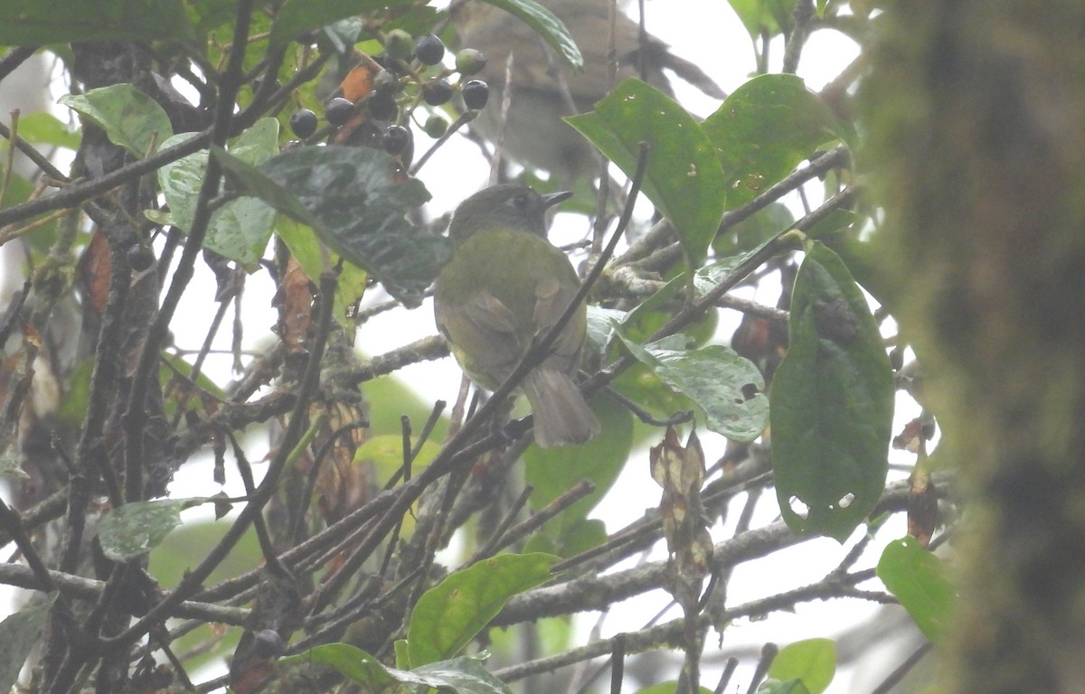 Streak-necked Flycatcher - ML646315510