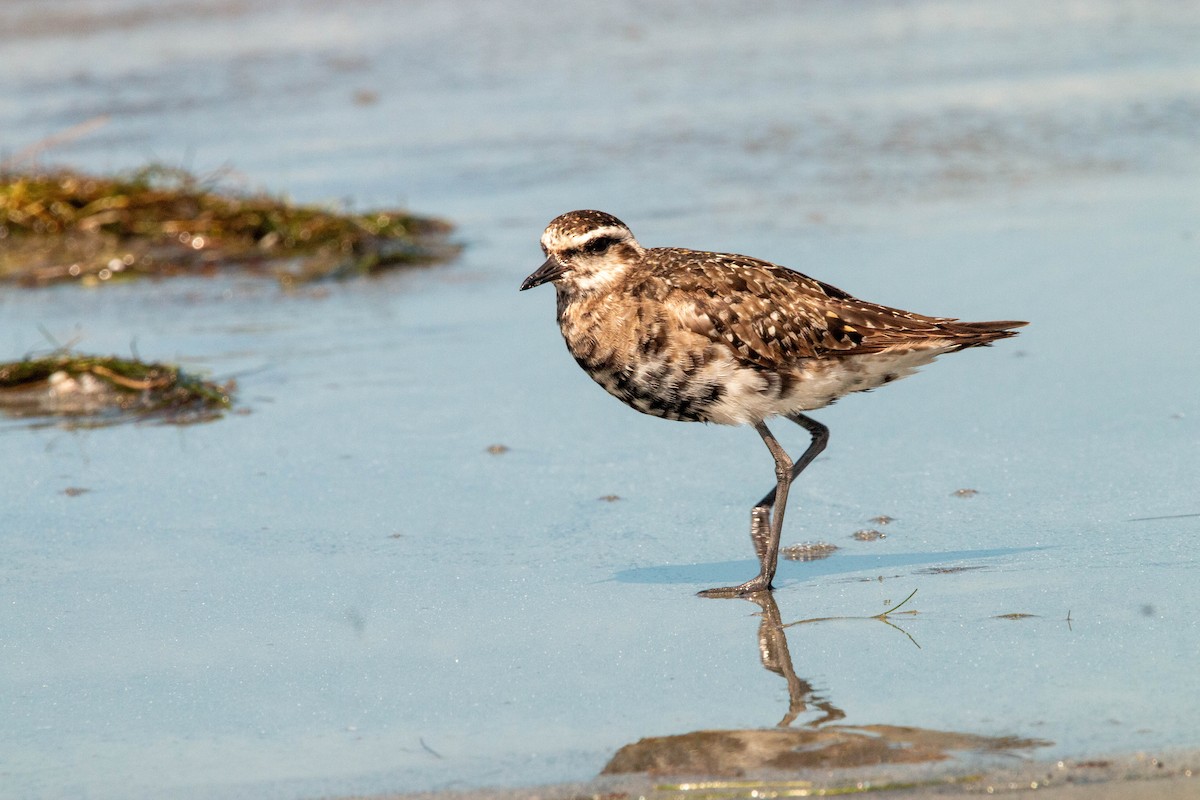 American Golden-Plover - ML646315519