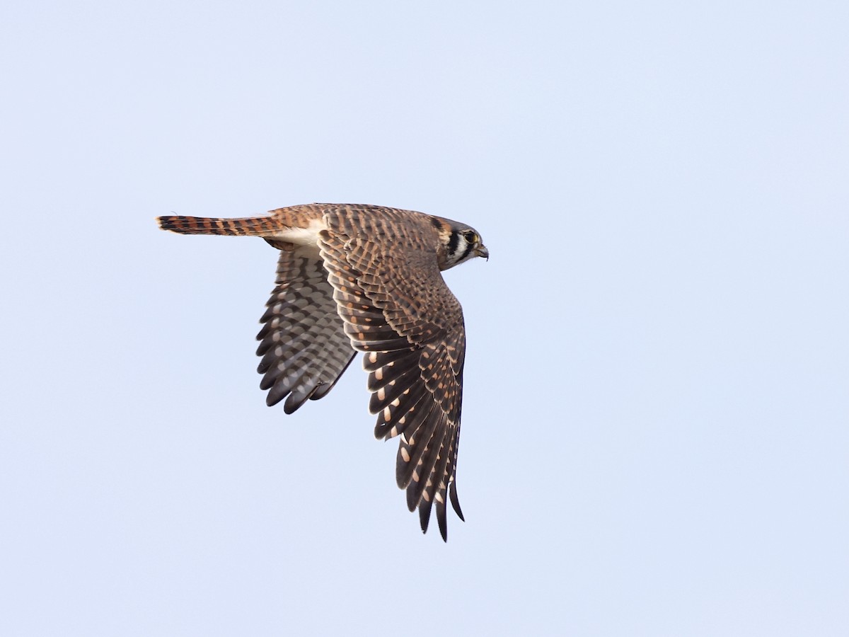 American Kestrel - ML646315520