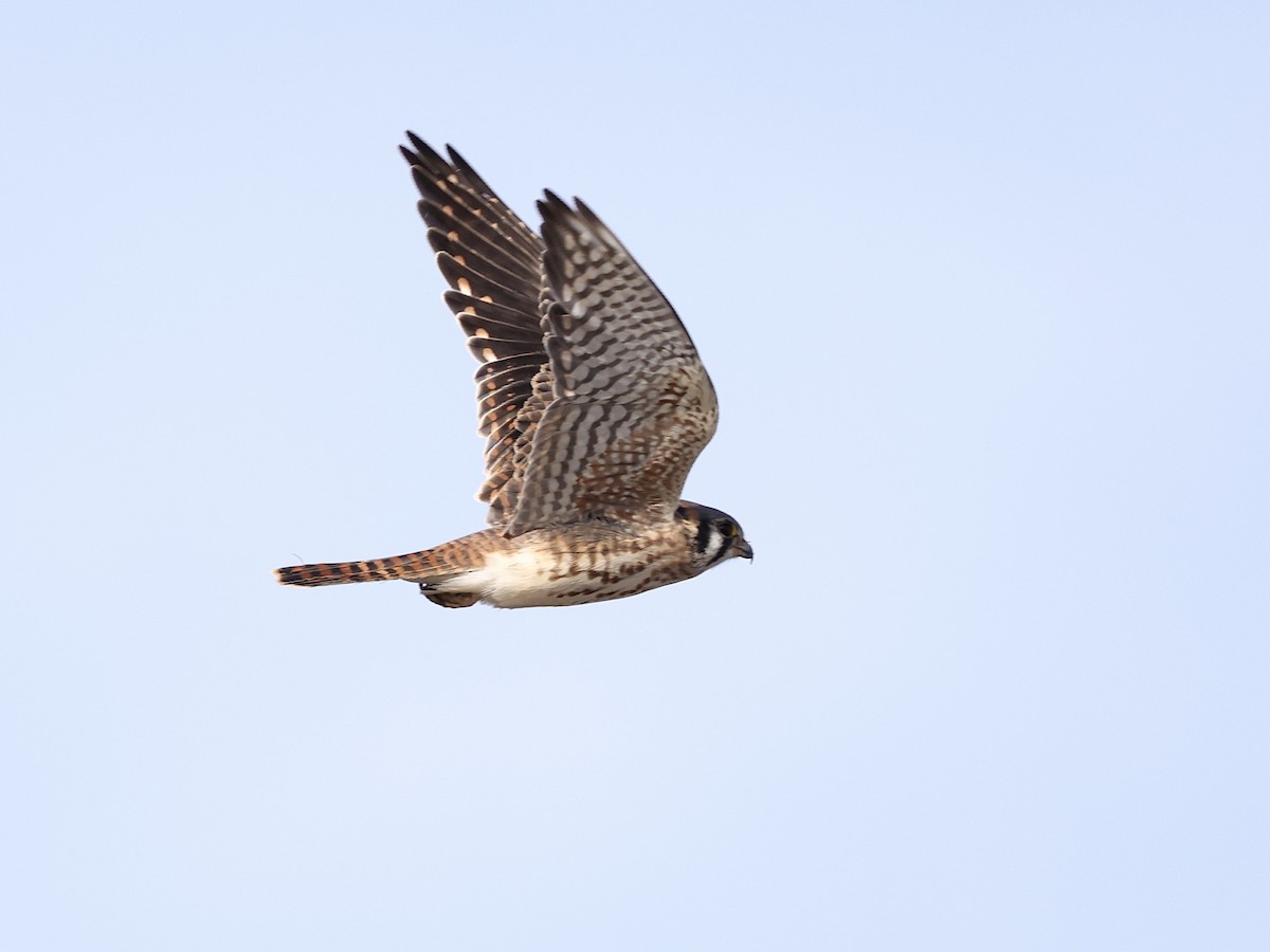 American Kestrel - ML646315521