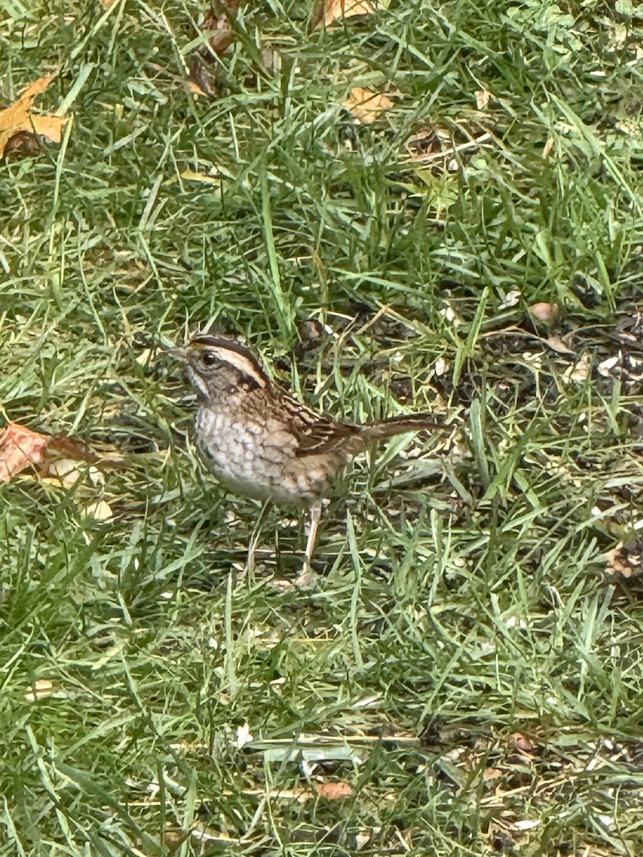 White-throated Sparrow - ML646315522