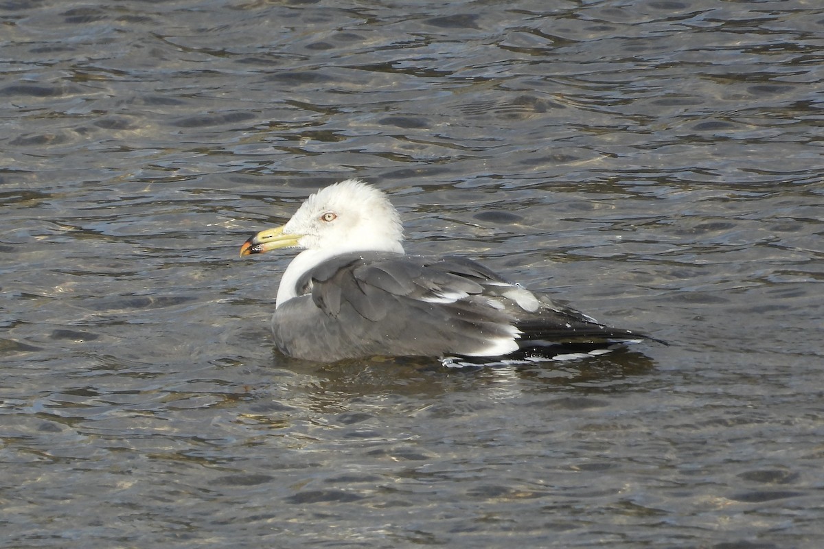 Мартин чорнохвостий - ML646315528