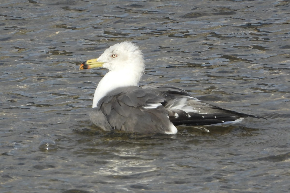 Мартин чорнохвостий - ML646315529