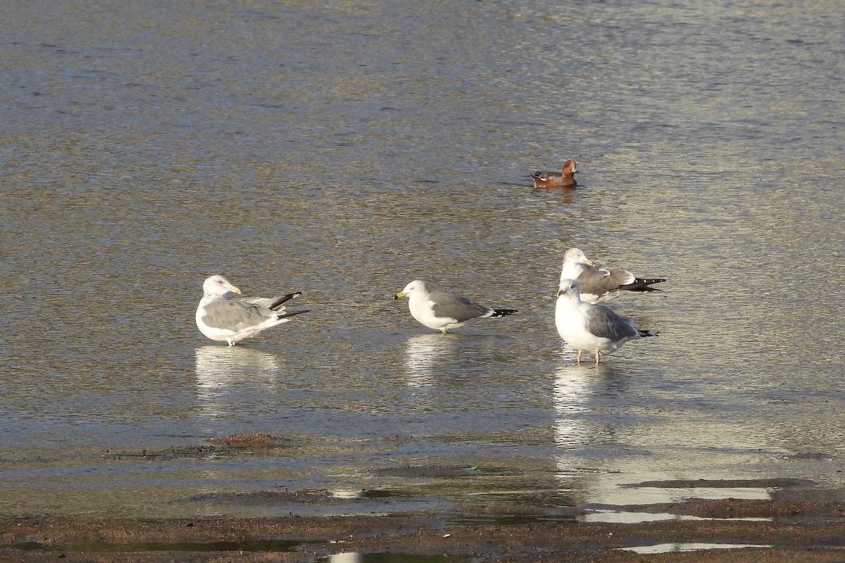 Мартин чорнохвостий - ML646315530