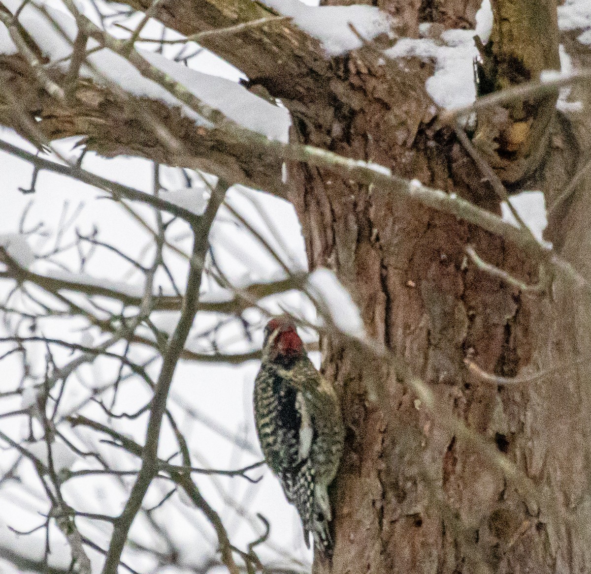 Yellow-bellied Sapsucker - ML646315534