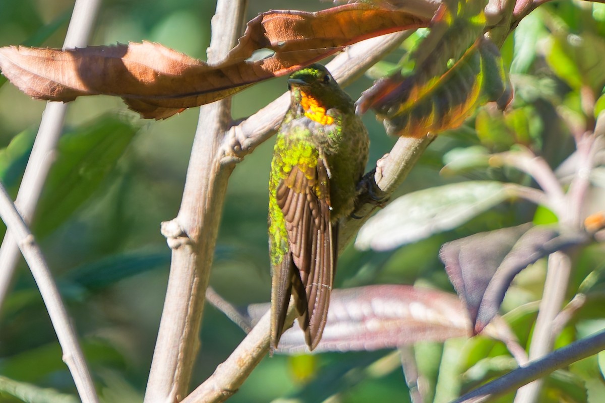 Amethyst-throated Sunangel - ML646315535
