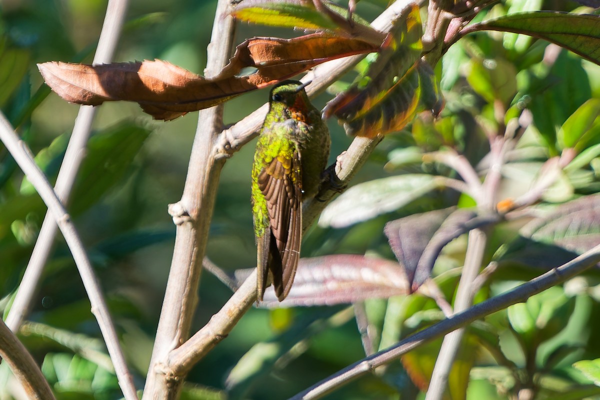 Amethyst-throated Sunangel - ML646315537