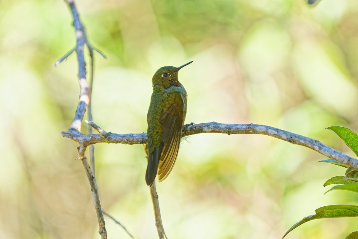 Amethyst-throated Sunangel - ML646315538