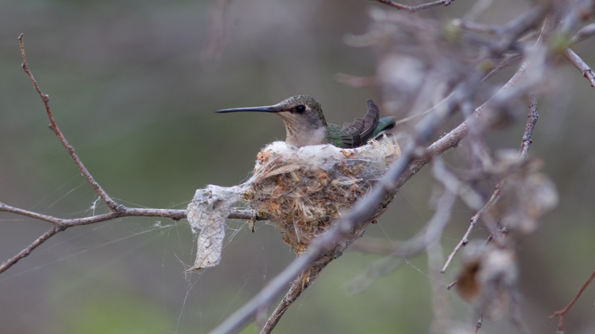 Black-chinned Hummingbird - ML646315542