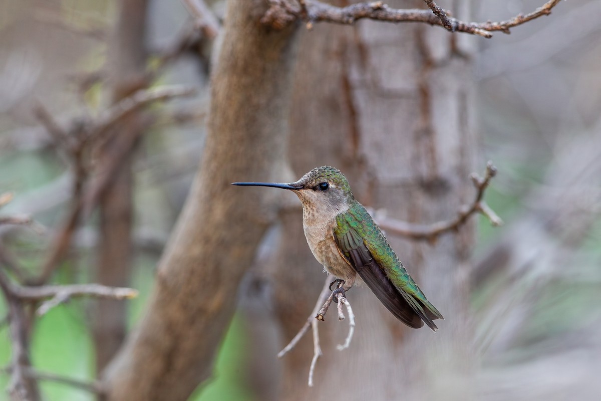 Black-chinned Hummingbird - ML646315543