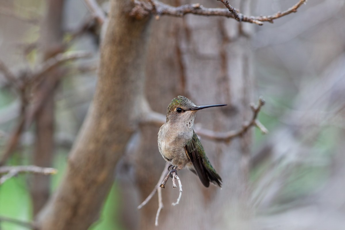 Black-chinned Hummingbird - ML646315544