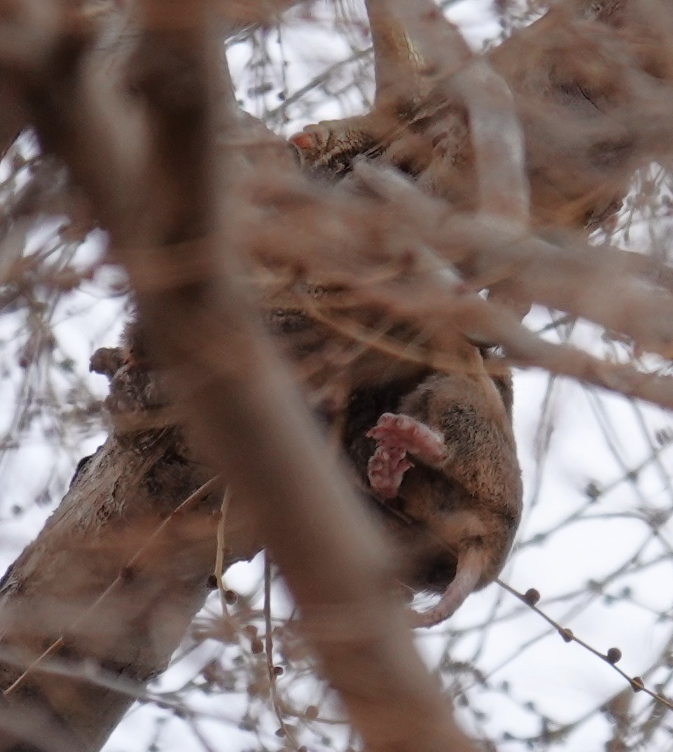 Animals - ML646315547