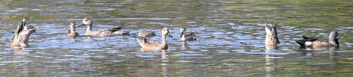 Zertzeta hegalurdina - ML646315551