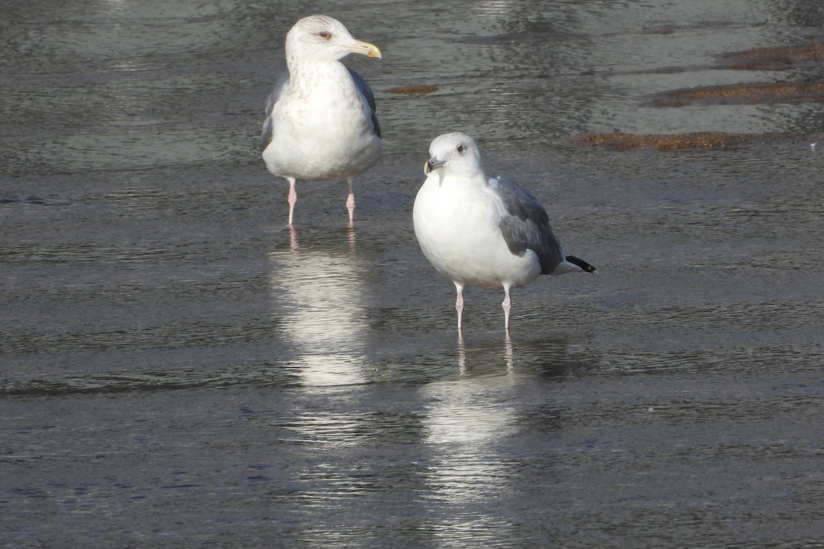 Мартин охотський - ML646315553