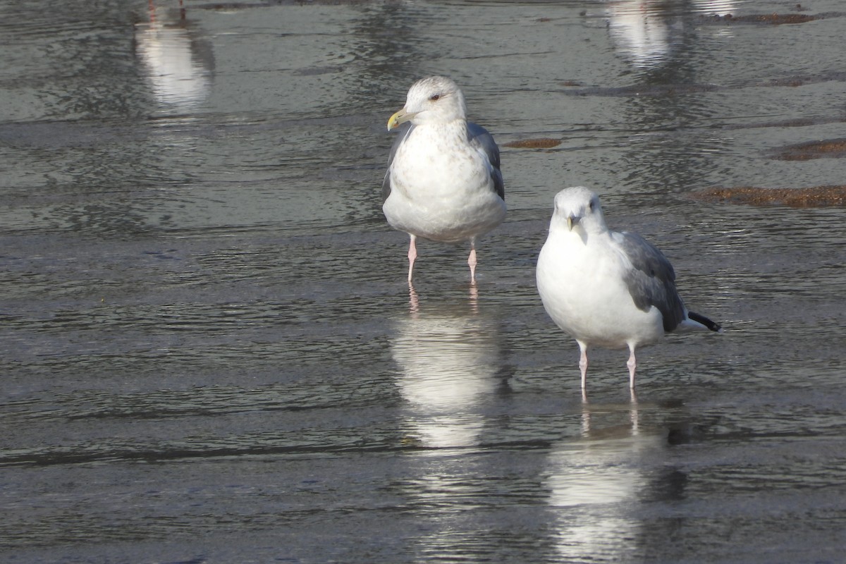 Мартин охотський - ML646315554