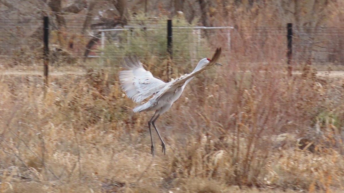 Sandhill Crane - ML646315559