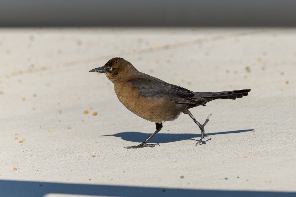 Boat-tailed Grackle - ML646315560