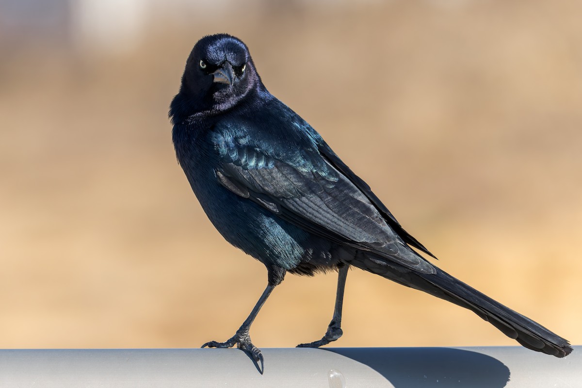 Boat-tailed Grackle - ML646315561