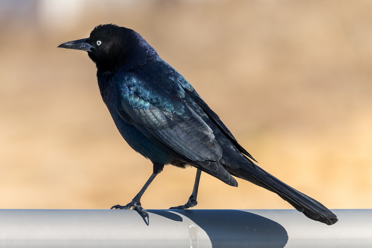 Boat-tailed Grackle - ML646315562