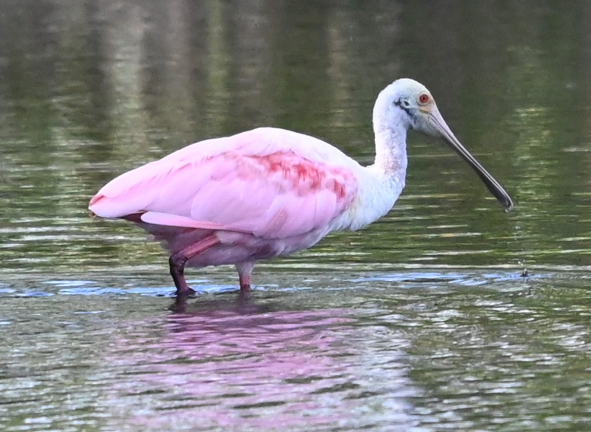Roseate Spoonbill - ML646315565