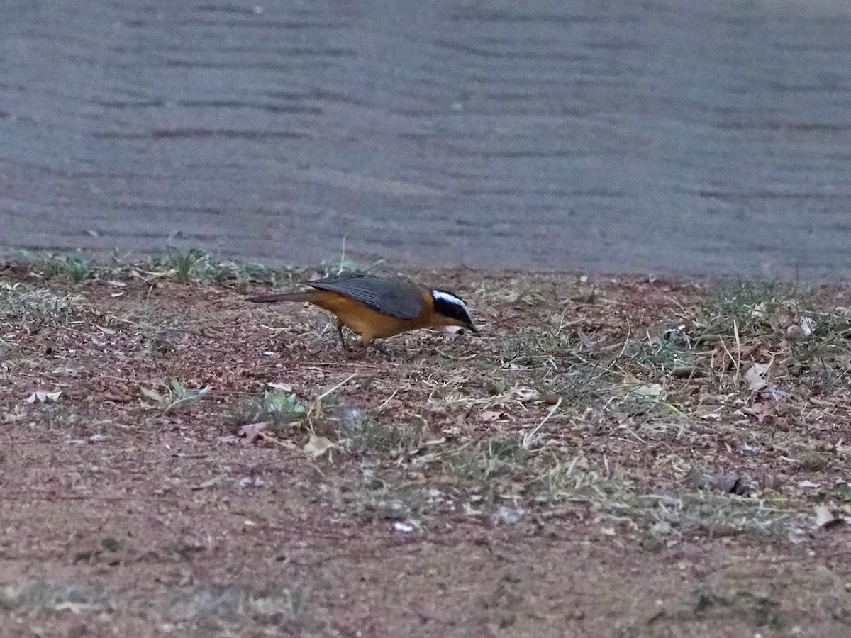 White-browed Robin-Chat - ML646315567