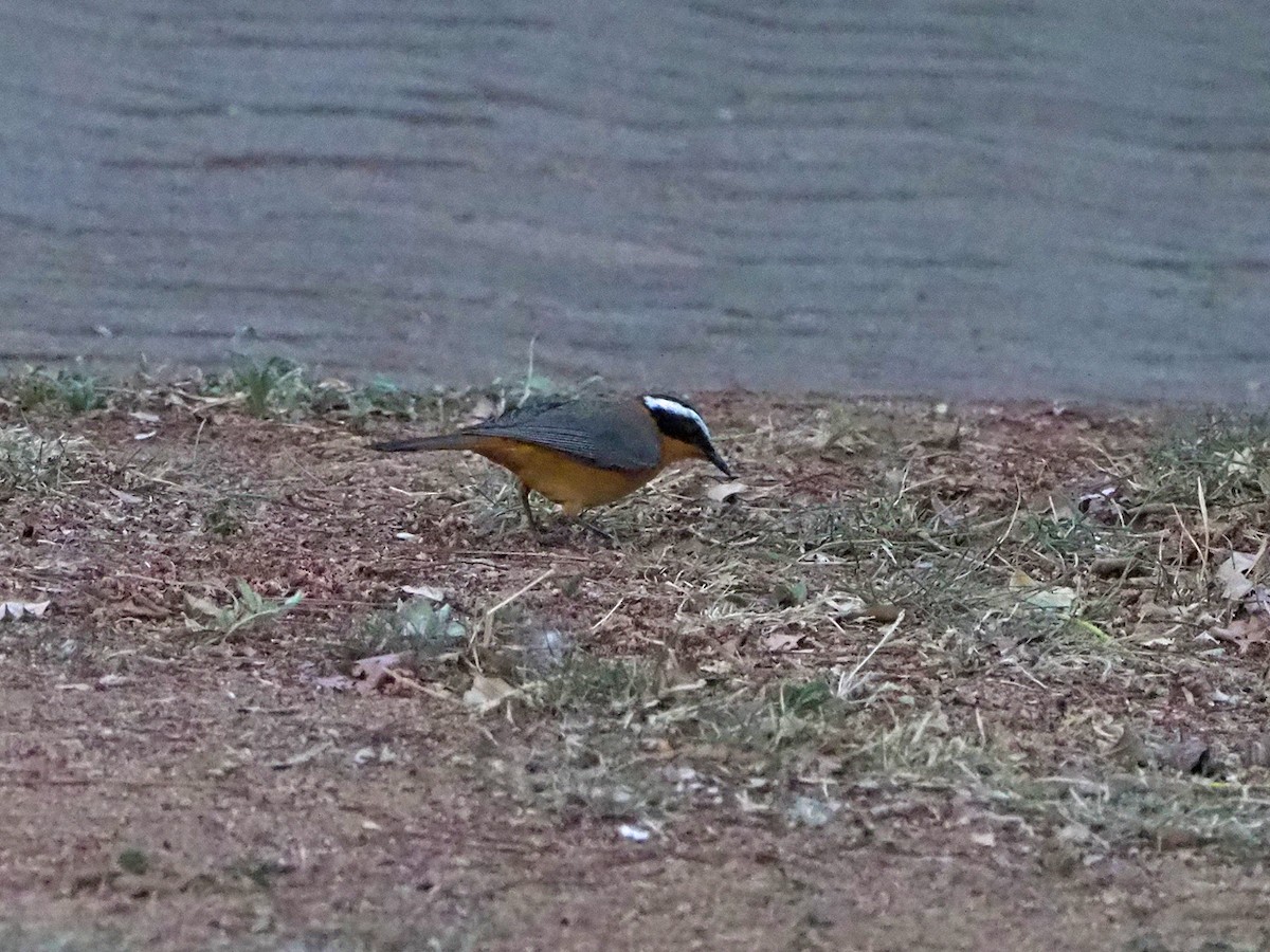 White-browed Robin-Chat - ML646315568
