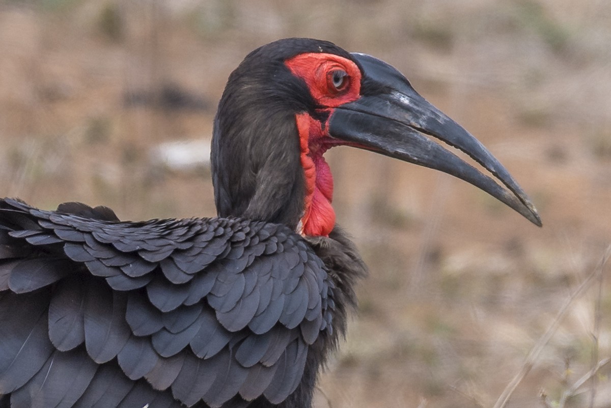 Southern Ground-Hornbill - ML646315569
