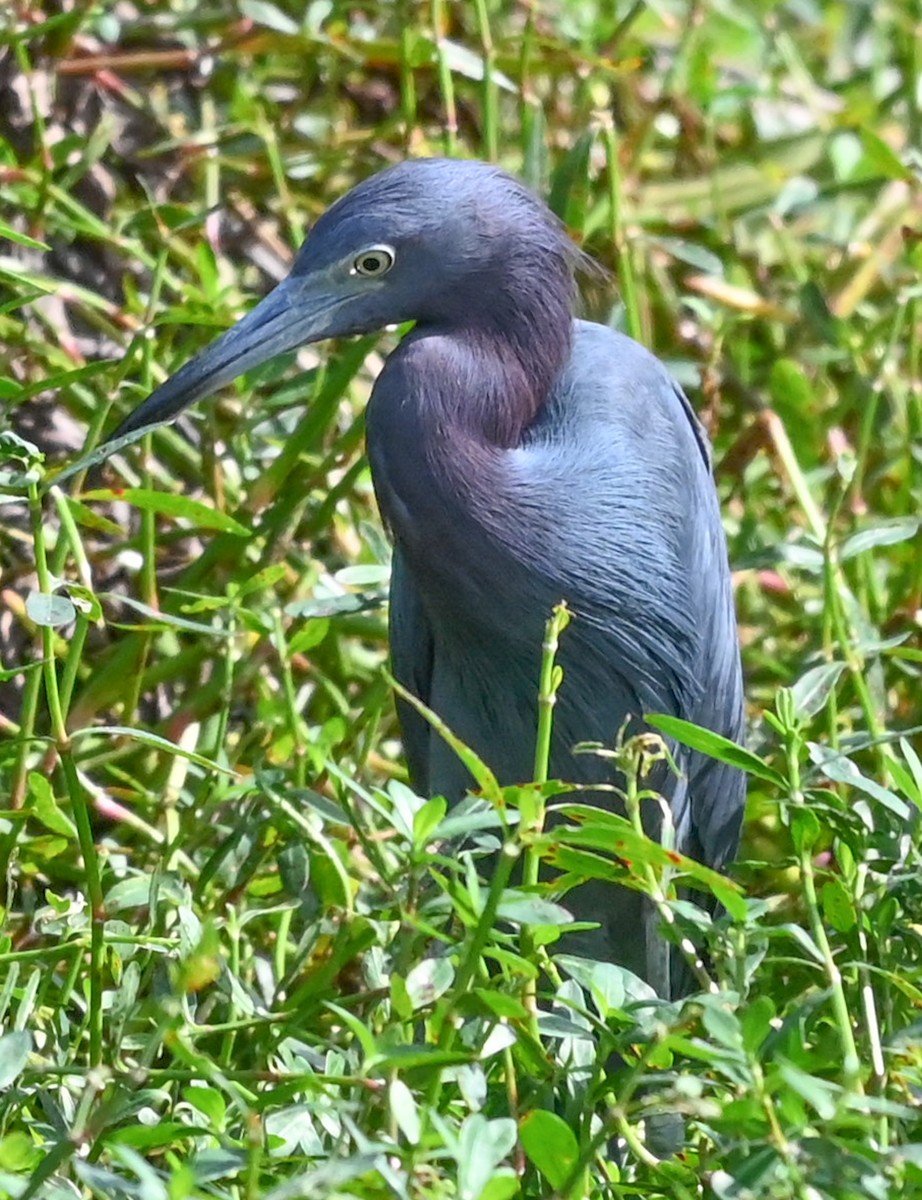 Little Blue Heron - ML646315572